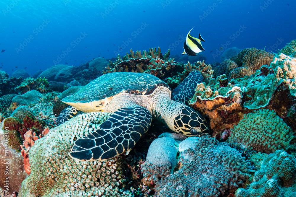 Fototapeta premium Hawksbill Turtle on a coral reef with clear, blue water