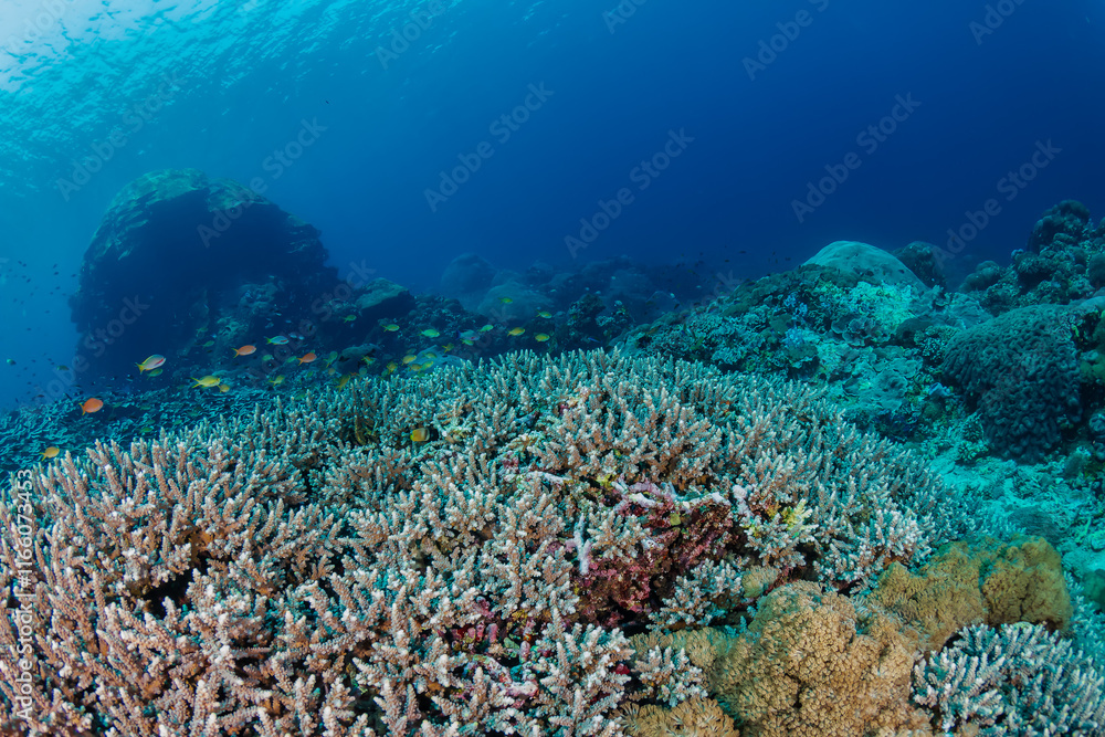 Fototapeta premium Large, healthy hard corals on a tropical reef in Indonesia
