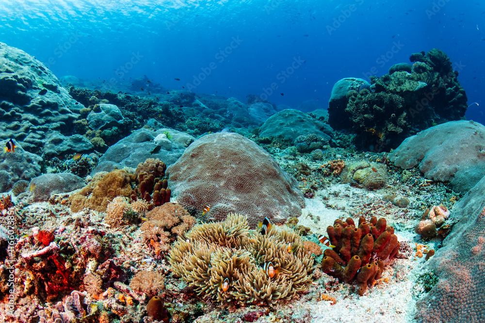 Fototapeta premium Colorful coral pinnacles and dark blue water on a healthy Indonesian coral reef