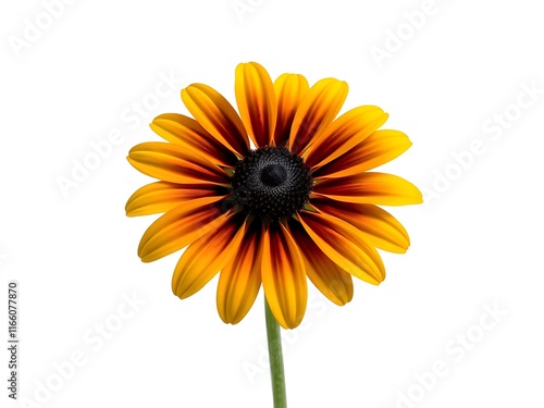 Vibrant Black-Eyed Susan Flower Close-Up Photography AI Generated photo