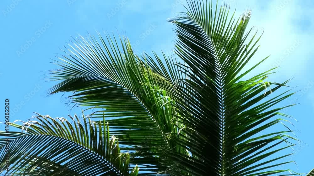 Fresh coconut tree leaves swaying in the wind Fresh coconut tree leaves swaying in the wind
