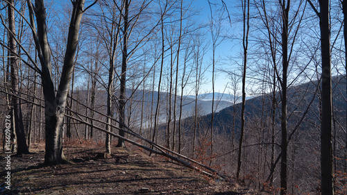 Fototapeta Naklejka Na Ścianę i Meble -  Las z górami w tle