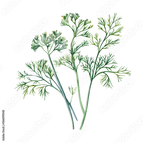 A watercolor vector painting of dill, isolated on a white background. Dill vector.

