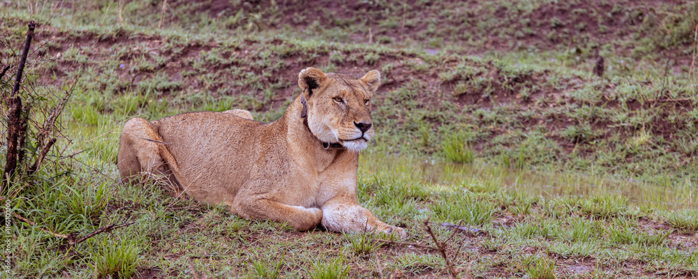 Naklejka premium Female lion with leather collar with gps system In Serengeti in Tanzania, East Africa