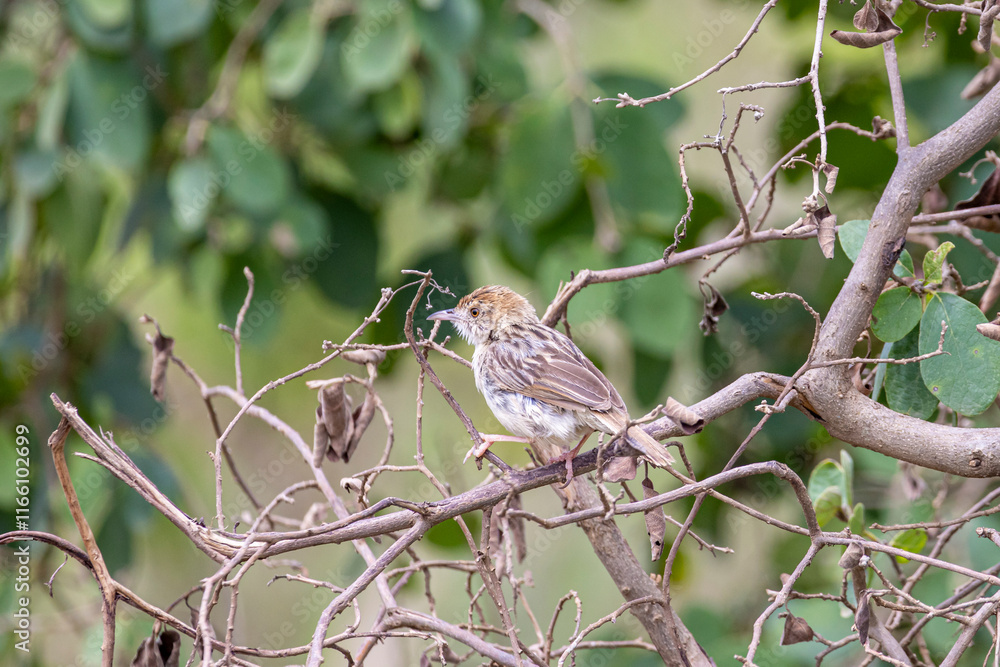 Fototapeta premium Rattling cisticola (Cisticola chiniana) perched on branche and common in savannah of East Africa in Serengeti in Tanzania