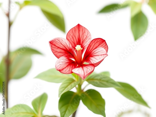 Crimson and White Crossandra Flower Close-Up Photography AI Generated photo