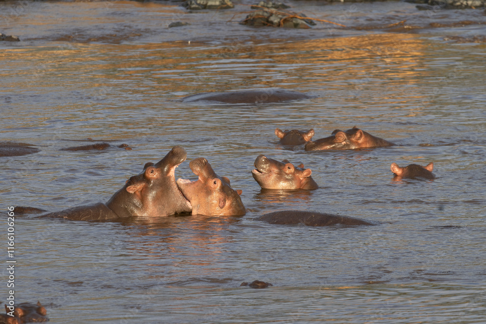 Fototapeta premium Juvenile Hippo (Hippopotamus) fighting in Retima hippo pool in the center of Serengeti in Tanzania, East Africa