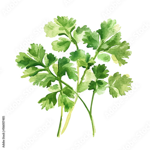 A watercolor vector painting of cilantro, isolated on a white background. Cilantro vector.

