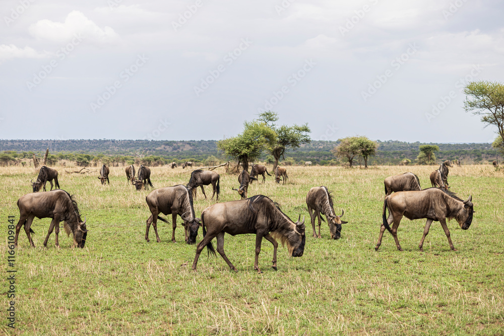 Obraz premium Wildebeest grazing in grassland in Serengeti in Tanzania, East Africa