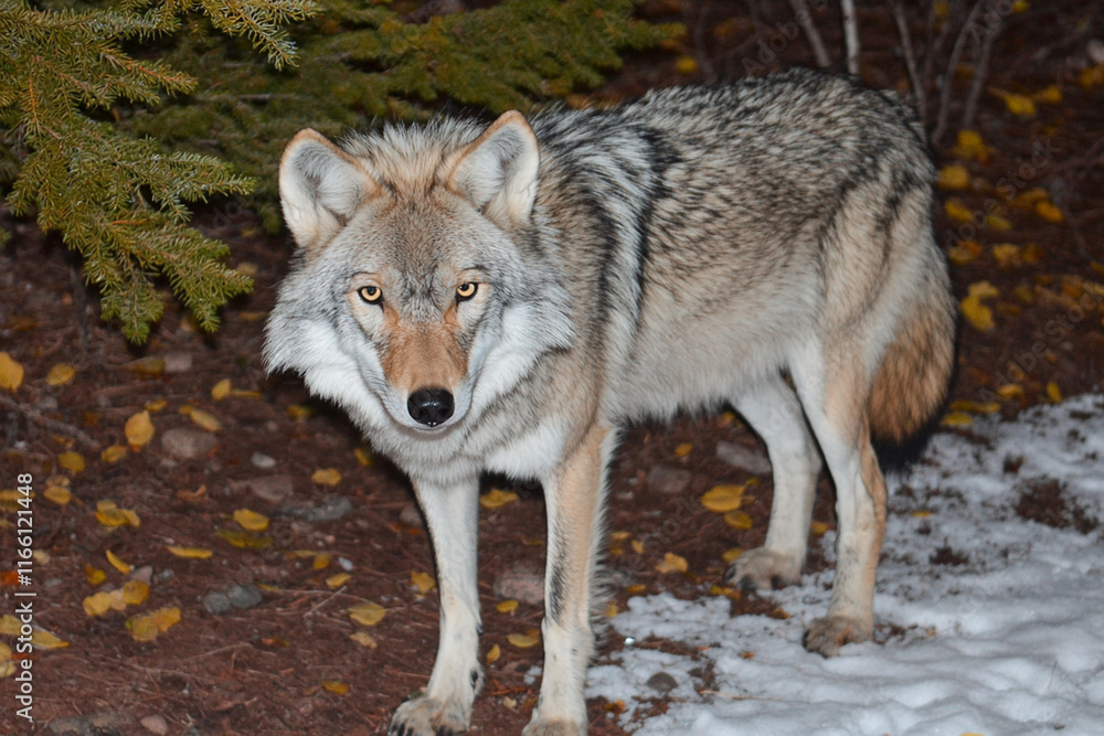 Fototapeta premium Wolf eyes glow in the darkness of a winter night