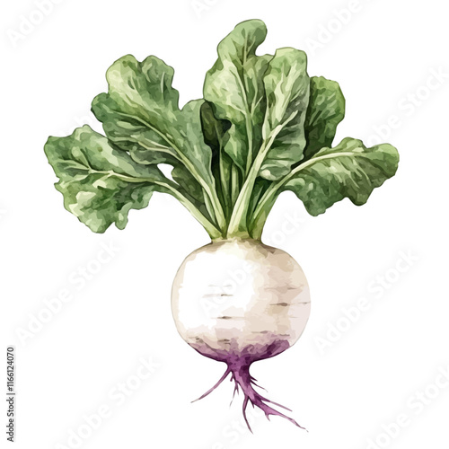 A watercolor vector painting of a turnip, isolated on a white background. Turnip vector.

