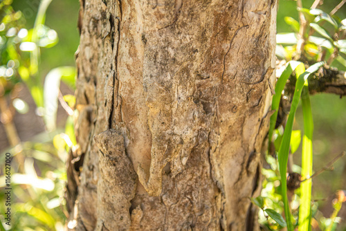 Eugenia uniflora L tree trunk photo