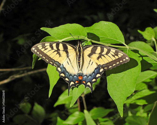 Eastern Tiger Swallowtail - Yellow Butterfly - Papilio glaucus - Flying Insect photo