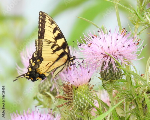 Eastern Tiger Swallowtail - Yellow Butterfly - Papilio glaucus - Flying Insect photo