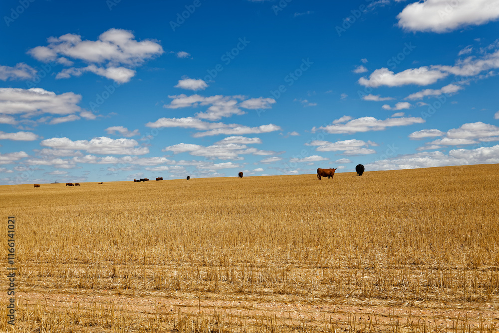 Fototapeta premium A photo of cattle grazing against a wheat stubble hill with blue skies and white clouds