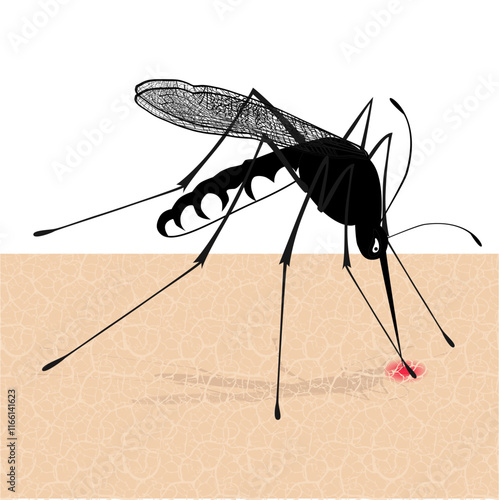 vector of mosquito sucking blood, illustration of a mosquito full of blood