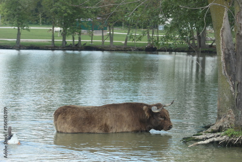 water buffalo in the river photo