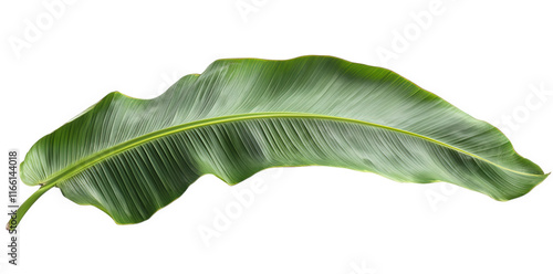 large. vibrant green banana leaf with a smooth. elongated shape and prominent ribbing. showcasing its natural texture and color this leaf could be used for various purposes. such as decoration. culina photo