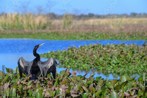 Fotografie Male anhinga (Anhinga anhinga) drying feathers at the edge of a lake, Brazos Bend State Park, Texas, USA