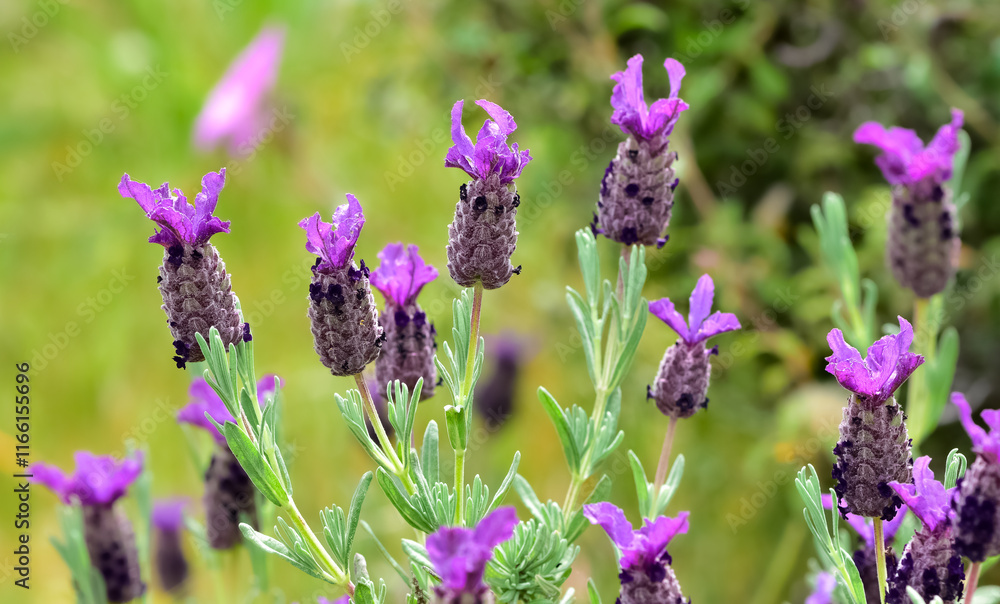 peaceful flowers and natural environment in nature peaceful flowers and natural environment in nature