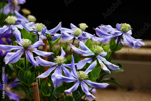 clematis viticella rubra