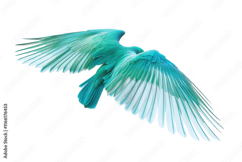 Obraz premium Vibrant turquoise bird in mid-flight showcasing magnificent wings against a white background