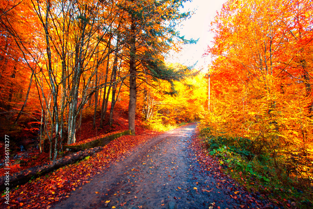 Obraz premium autumn forest scenery, perfect autumn morning dawn, nature colorful background 