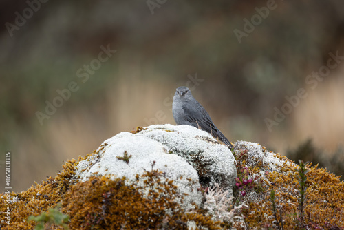 Plumbeous Sierra Flinch photo