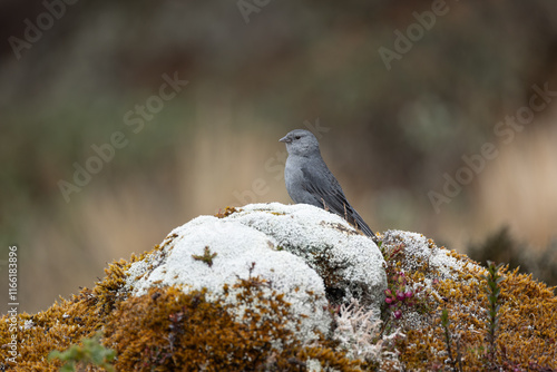 Tableau sur toile Plumbeous Sierra Flinch