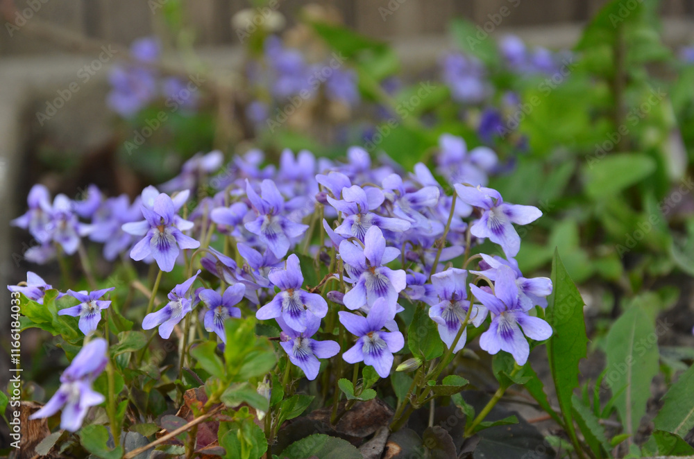 Family of wild purple violet flowers blooming in spring forest. Common violet flowers blossom. Closeup photo outdoors Family of wild purple violet flowers blooming in spring forest. Common violet flowers blossom. Closeup photo outdoors