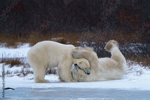 two polar bears sparring on the ice in Churchill Manitoba canada
