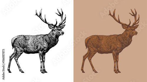 vintage classic deer etching