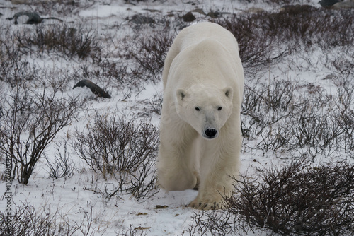 polar bear in the snow walking across the tundra in Churchill Canada