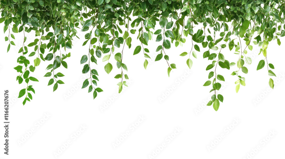 Hanging jungle vine plant bush transparent background Hanging jungle vine plant bush transparent background
