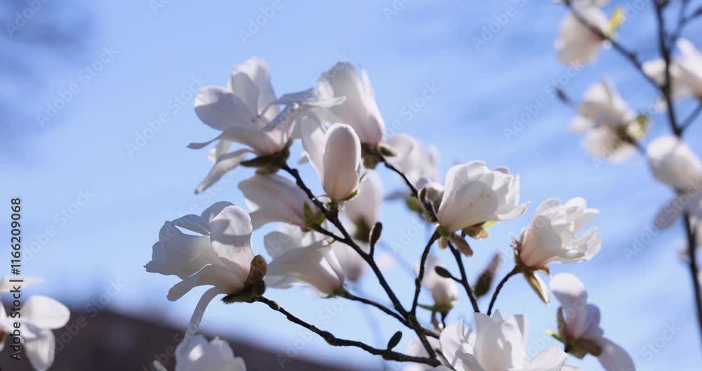 White magnolia flowers blooming on branch in spring breeze White magnolia flowers blooming on branch in spring breeze