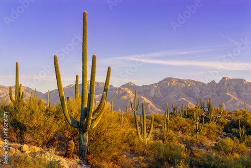 Saguaro with Catalina mountains in Honey Bee state park, Tucson Arizona
