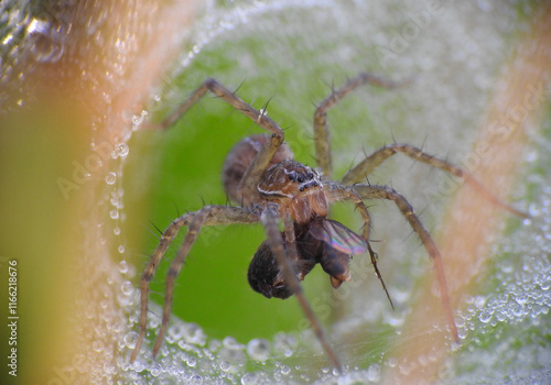 Grass spider got a prey photo