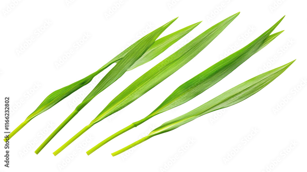 Fresh green grass blades transparent background