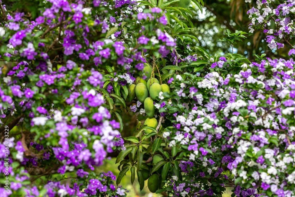 Fototapeta premium Green mango fruits on tree framed by natural tropical flowers