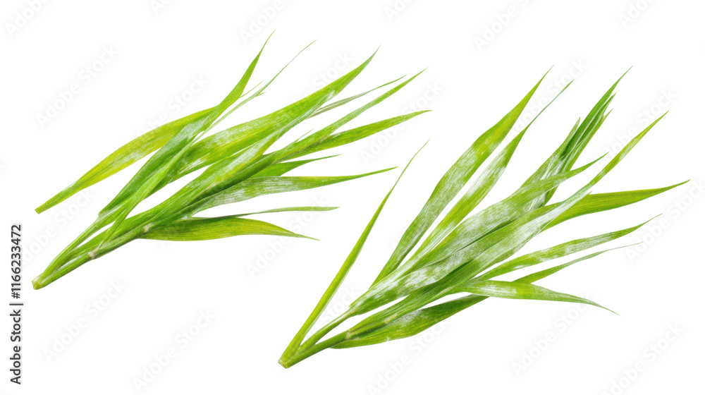 Fototapeta premium Fresh green grass blades transparent background