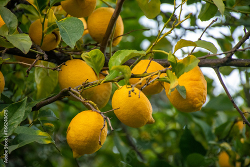 Ripe lemons hanging from a tree branch, bathed in sunlight. photo