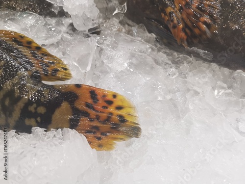 Fresh fish with patterned body and spotted tail displayed on ice photo