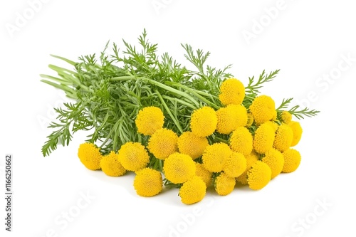 Tansy Isolated on White Background.