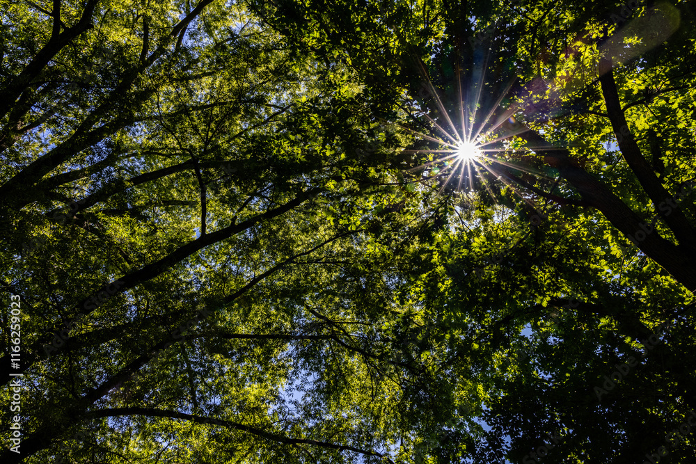 Obraz premium Sun light breaking though a canopy of tree leaves