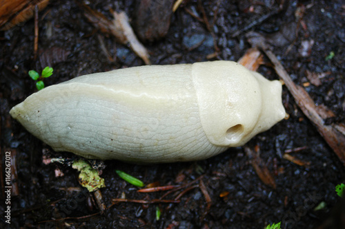 Banana Slug photo