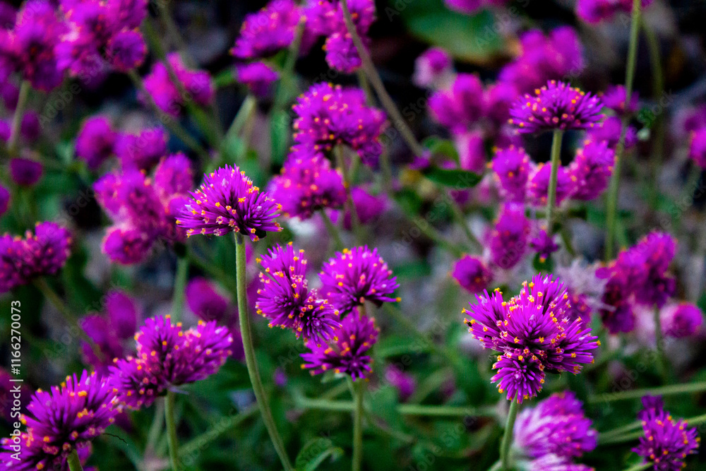 gomphrena 'fireworks'