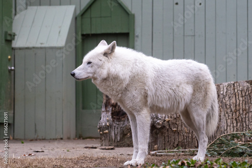white wolf