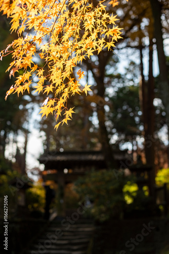 Plakat w ramie 鎌倉2412 浄智寺34 冬紅葉