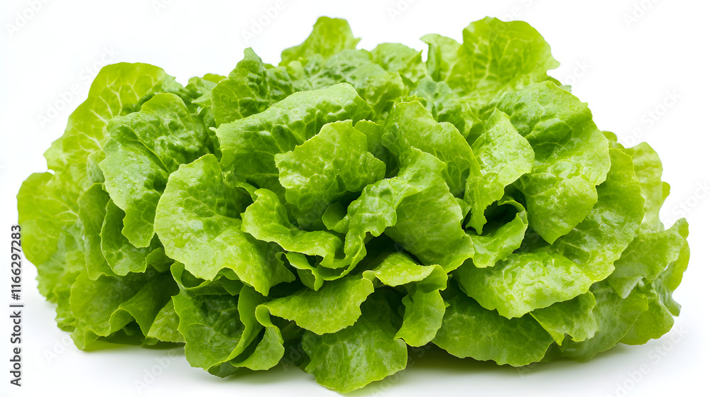 A fully grown head of lettuce showing its vibrant green leaves and texture A fully grown head of lettuce showing its vibrant green leaves and texture