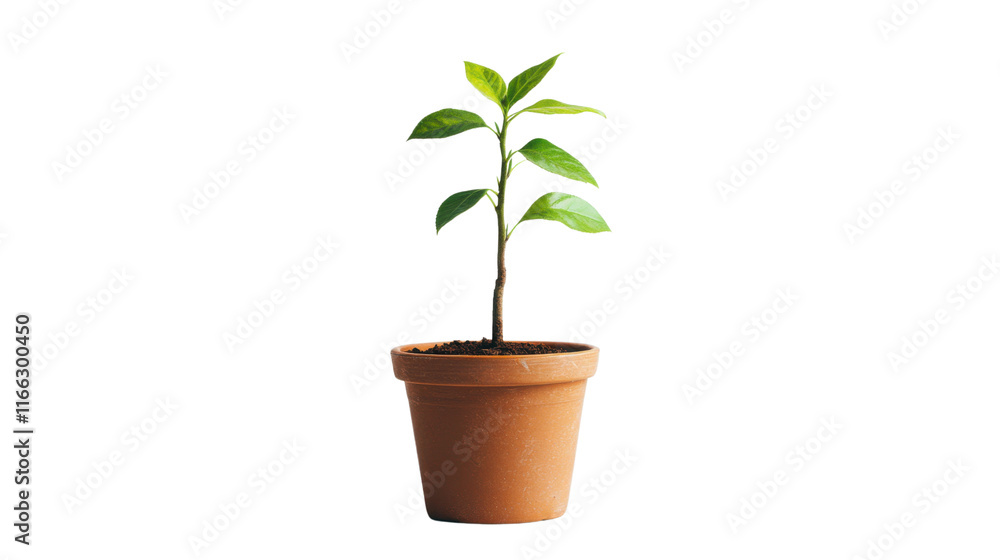 Green plant in a pot transparent background Green plant in a pot transparent background